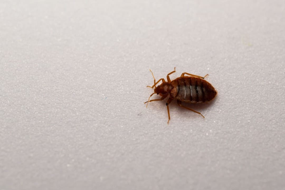Scientists Discover What Terrifies Bedbugs - Newser