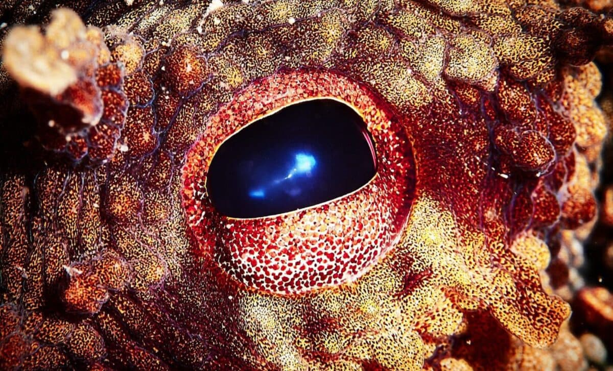 If Humans Vanish, Which Animal Will Become Earth’s Dominant Species? Scientists Say They Finally Know - The Daily Galaxy