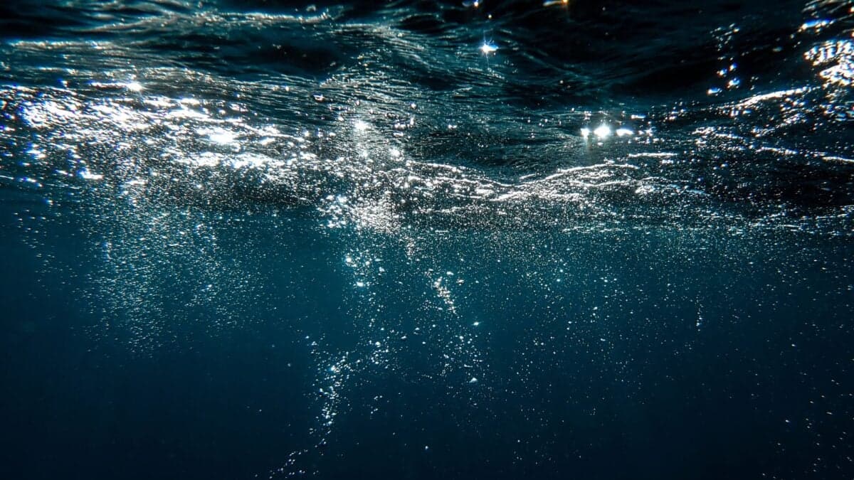 Earth’s Oceans Are Rapidly Losing Oxygen. It Could Destabilize the Planet - Gizmodo