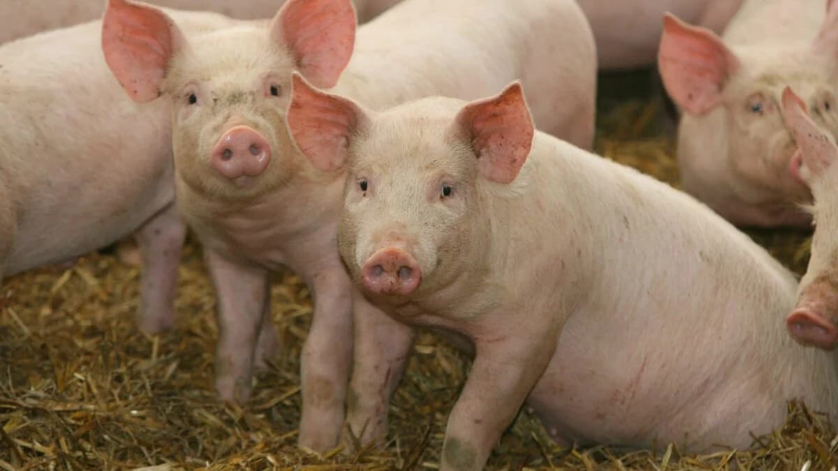 Scientists Just Revived Pig Kidneys Frozen for a Year. It Could Rewrite the Future of Organ Transplants - Gizmodo