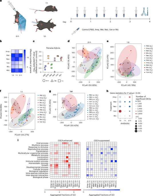 Disentangling microbiota-dependent and -independent impacts of antibiotics on host physiology - Nature