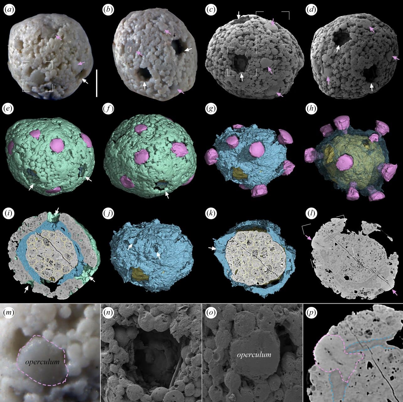 Algae fossils from Cambrian explosion hint at sophisticated reproductive system - Phys.org
