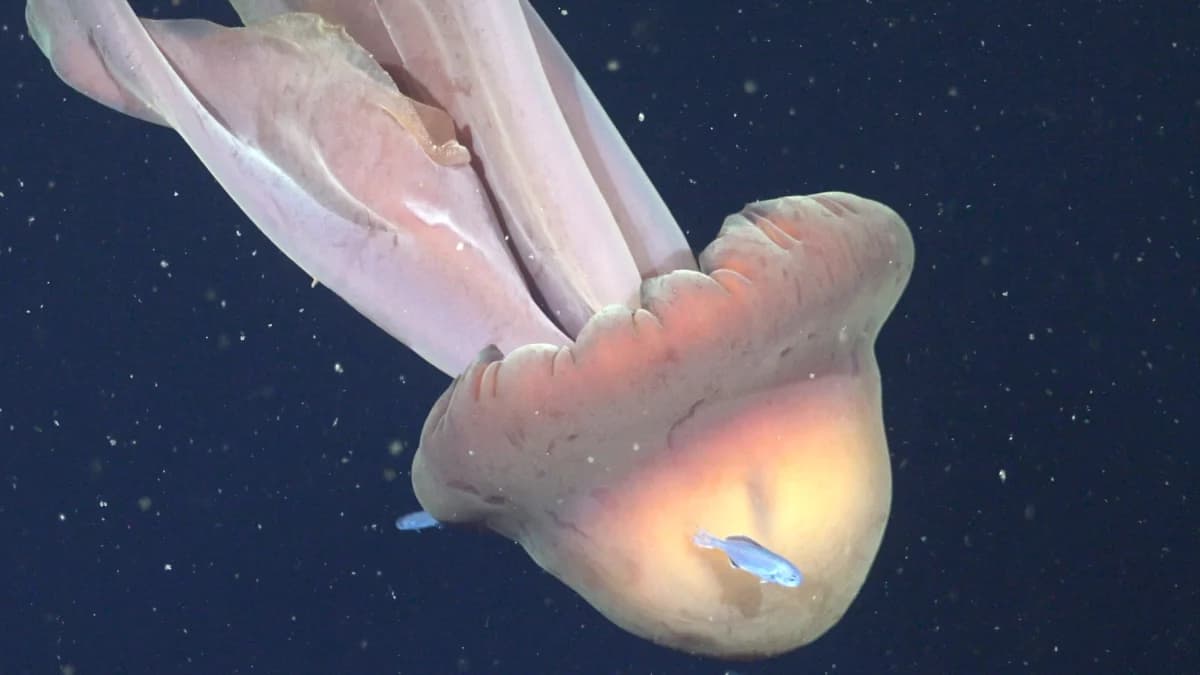Giant 'Phantom' Jellyfish Found With Entourage of Fishy Passengers Hitching a Ride - ScienceAlert